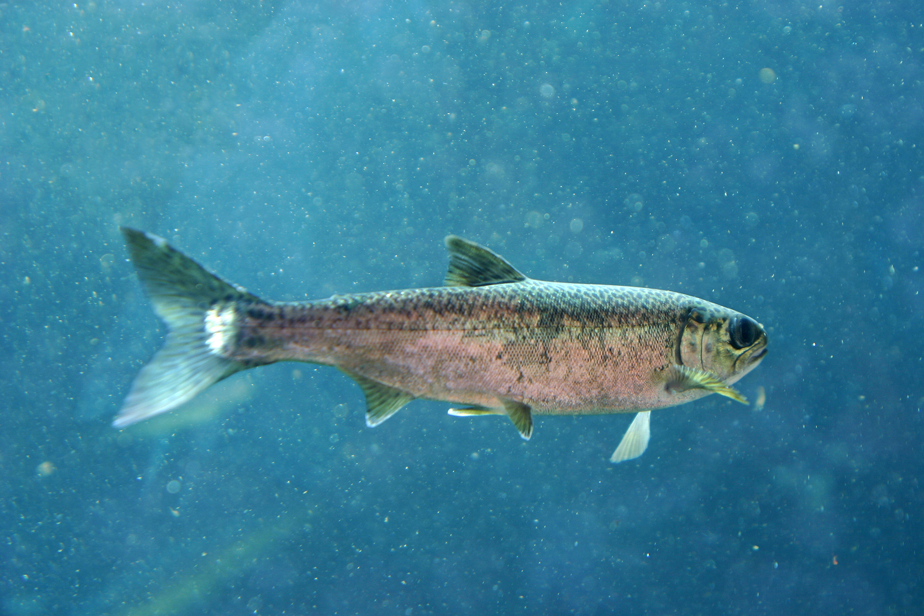 Close-up of a rainbow trout swimming in ocean - FeedKind®